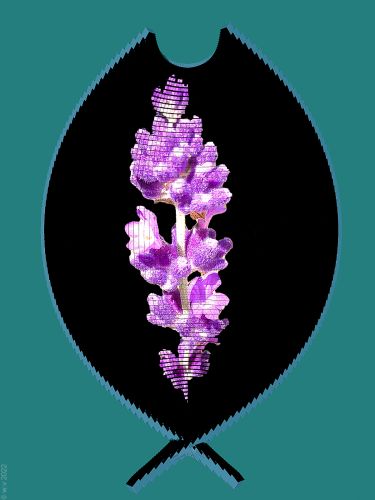 Bild-Nr 488: Lavendel-Stillleben