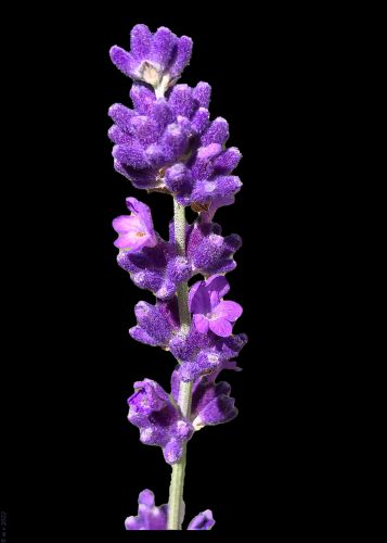 Bild-Nr 473: Späte Blüte eines Lavendelstrauches 