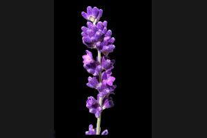 Späte Blüte eines Lavendelstrauches