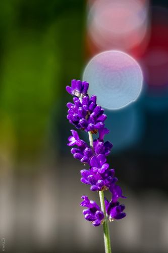 Bild-Nr 455: Späte Blüte eines Lavendelstrauches